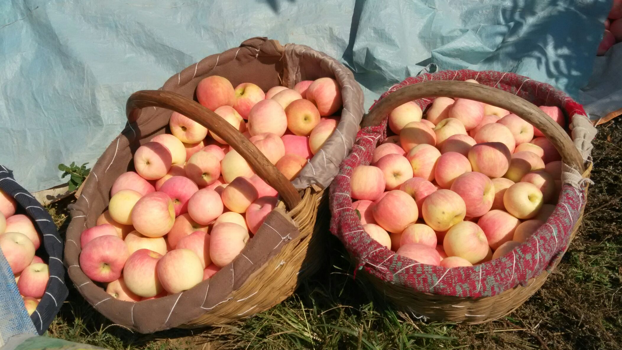 苹果陕西渭南临渭区_批发_供应-一亩田农业网