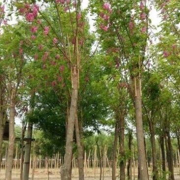 香花槐6～10公分【规格齐全】长势旺盛全国发货