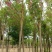 香花槐6～10公分【规格齐全】长势旺盛全国发货