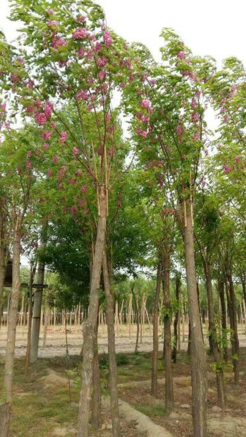 香花槐6～10公分【规格齐全】长势旺盛全国发货