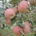 苹果树苗80cm以上
