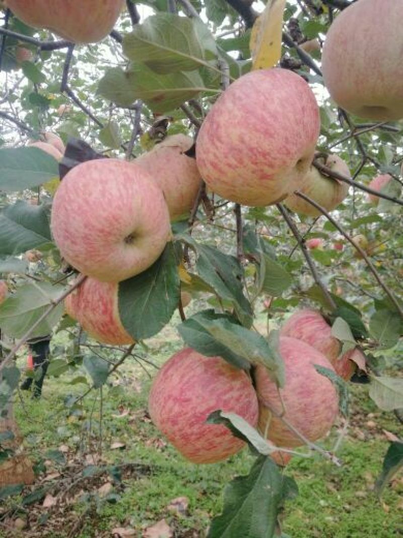 苹果树苗80cm以上