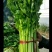 西芹40cm以上