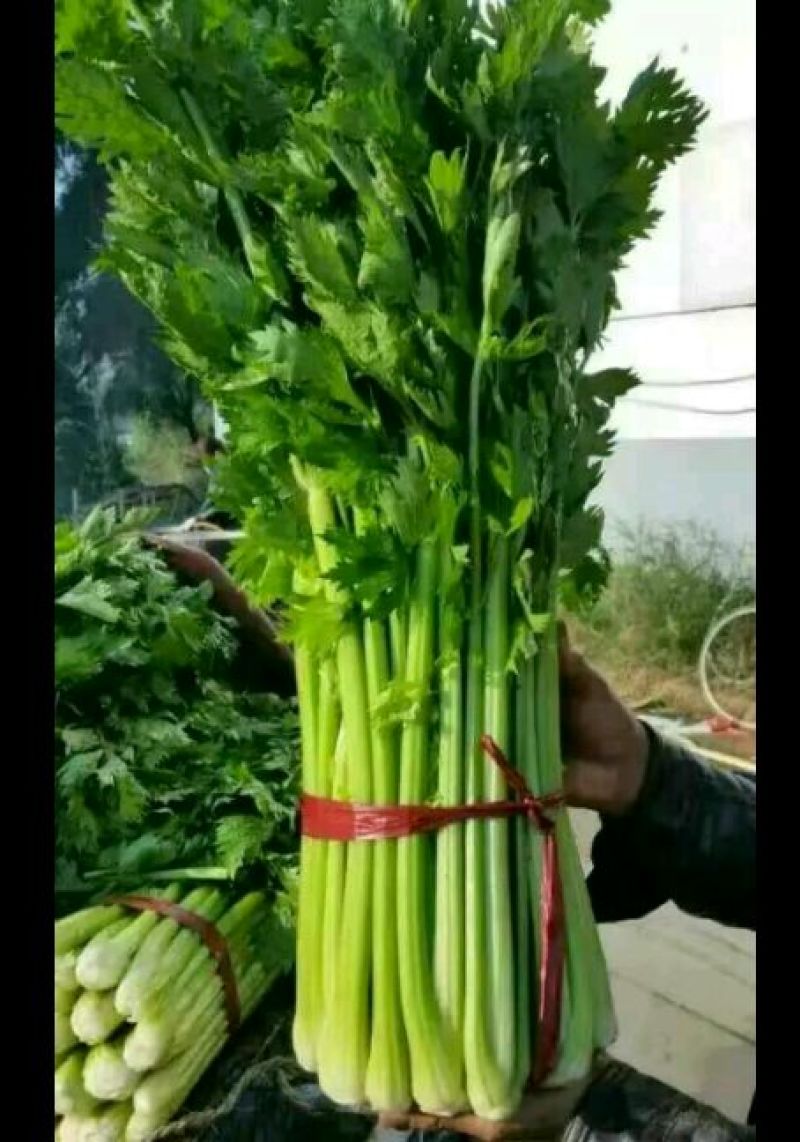 西芹40cm以上