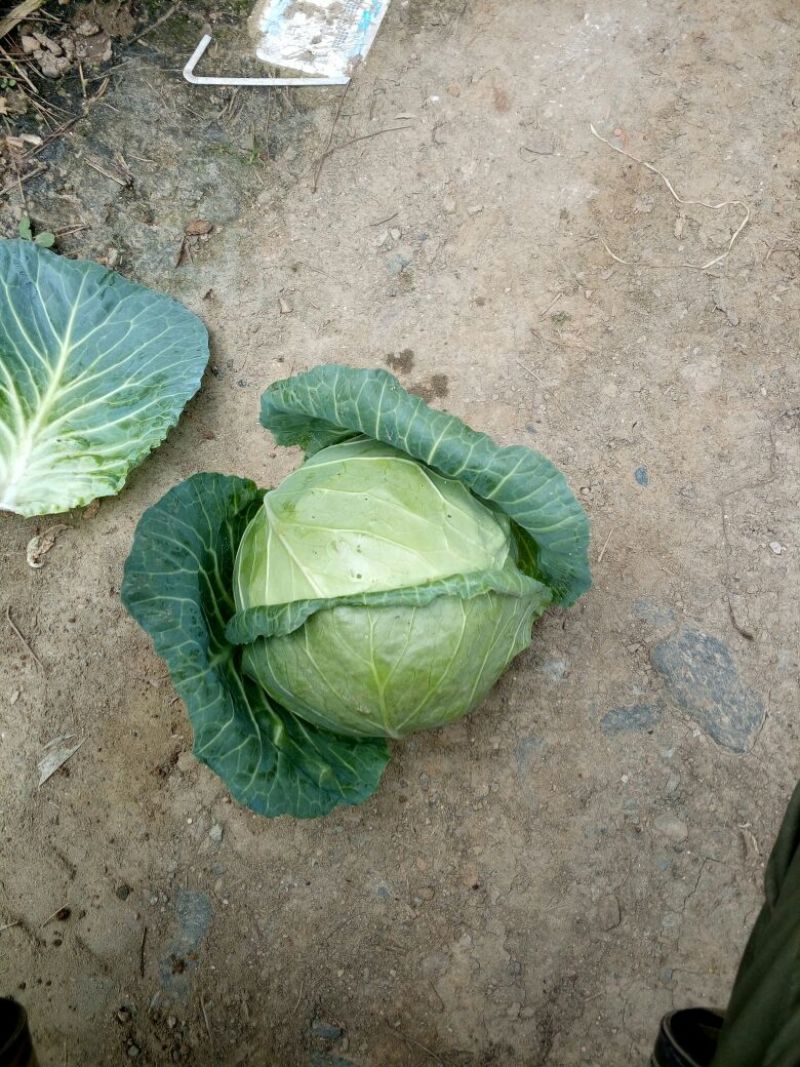 绿甘蓝高原蔬菜1~2公斤