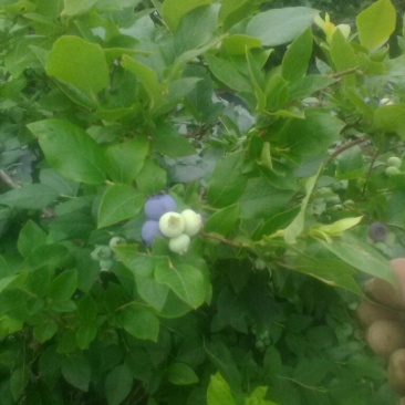 北高丛蓝莓4~6mm以上