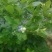 北高丛蓝莓4~6mm以上