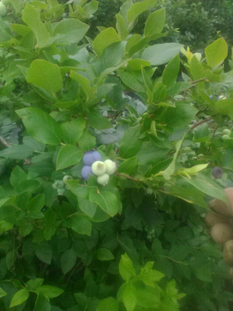 北高丛蓝莓4~6mm以上