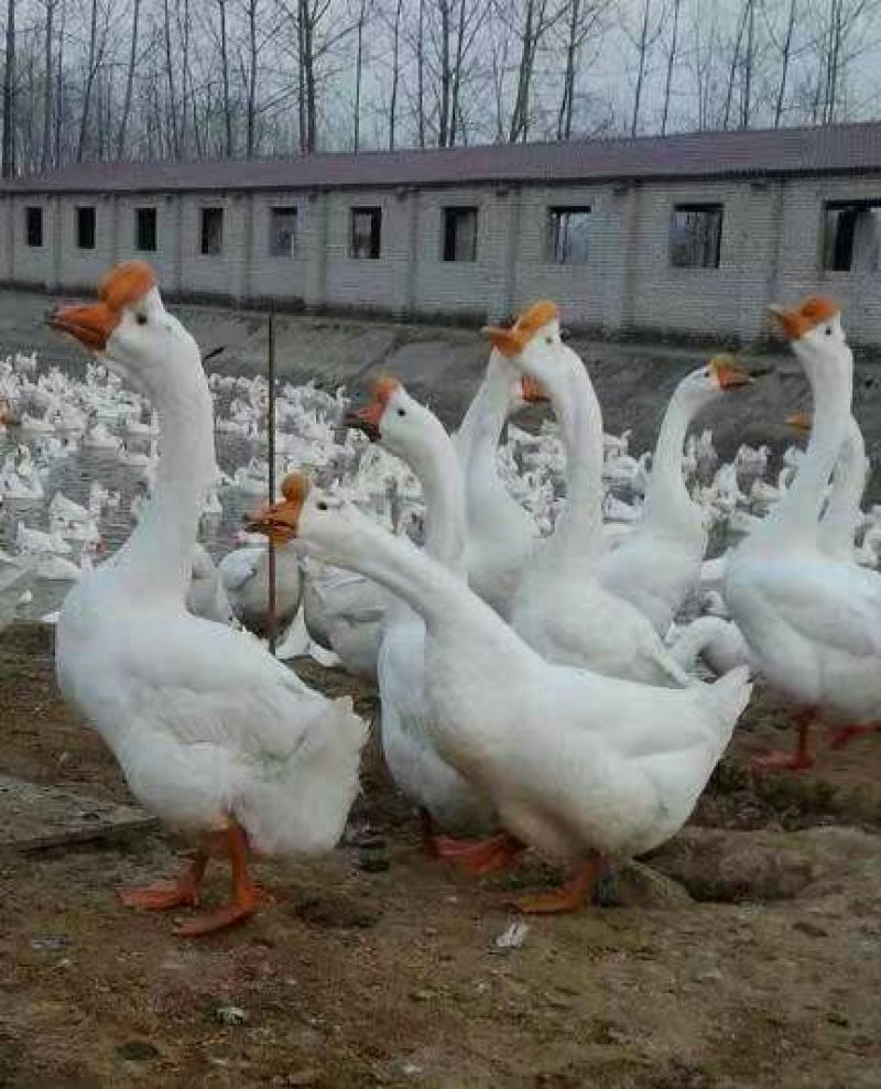 鹅苗250g以下