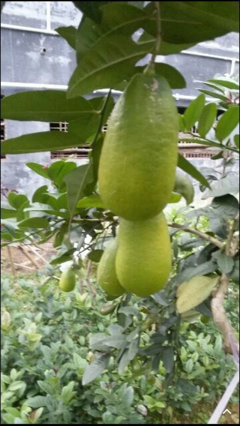 广东香水柠檬树苗品种纯正成活率高。高度30~50cm