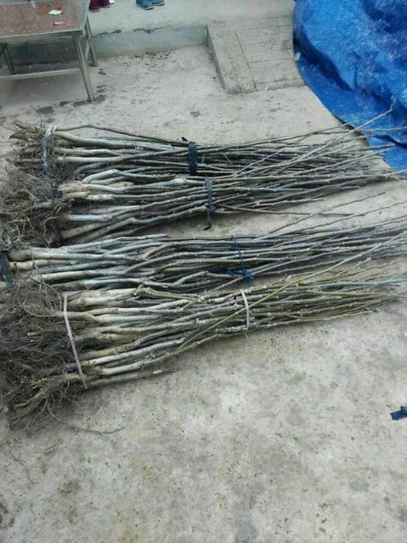 核桃苗