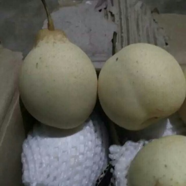 鸭梨