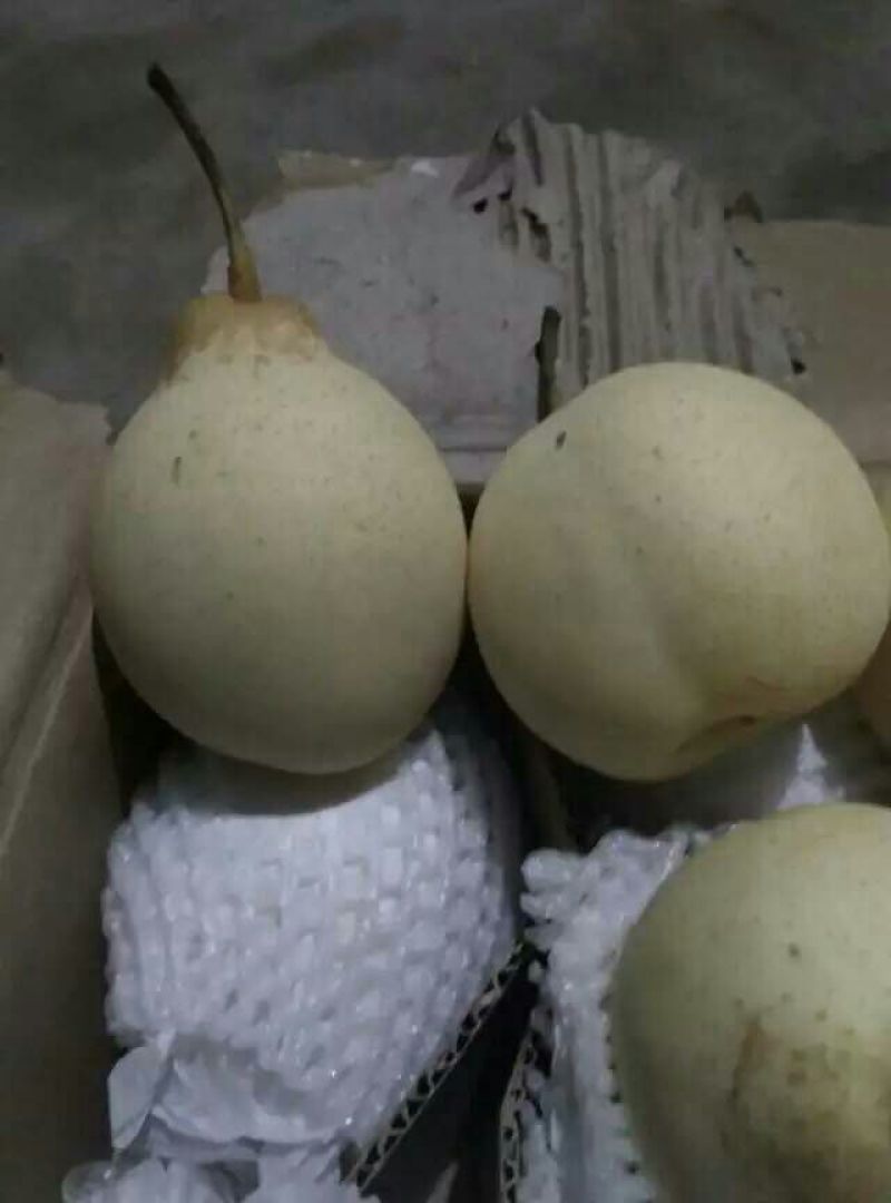 鸭梨