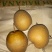 红梨