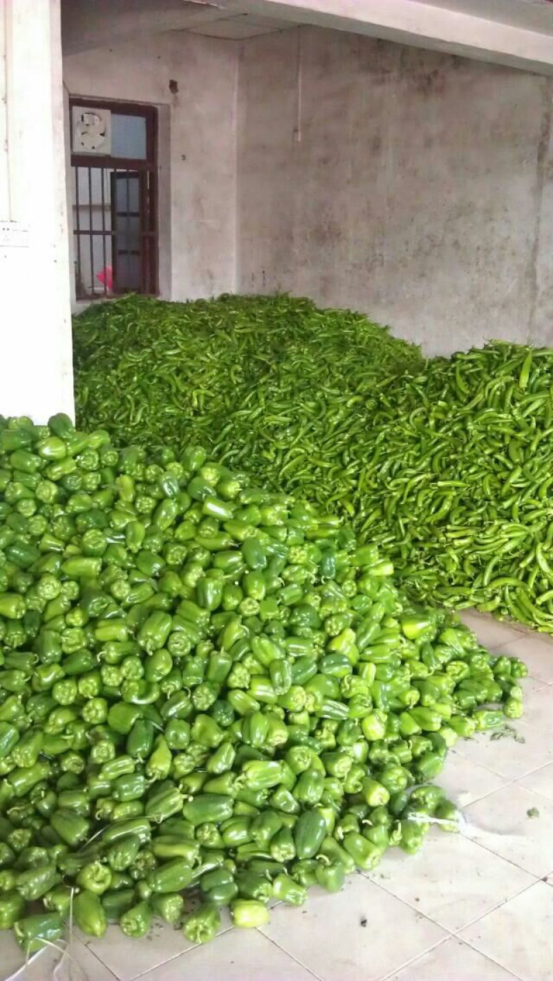 泡椒辣椒