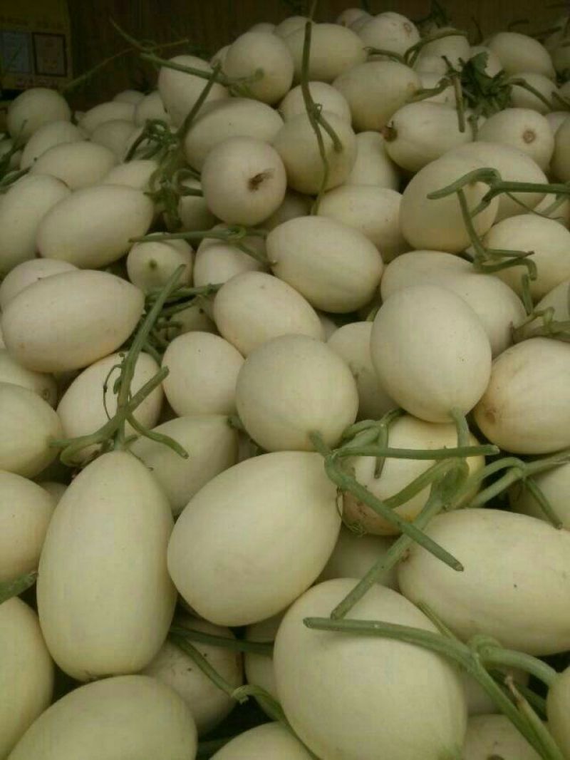 瑞红甜瓜3斤统货