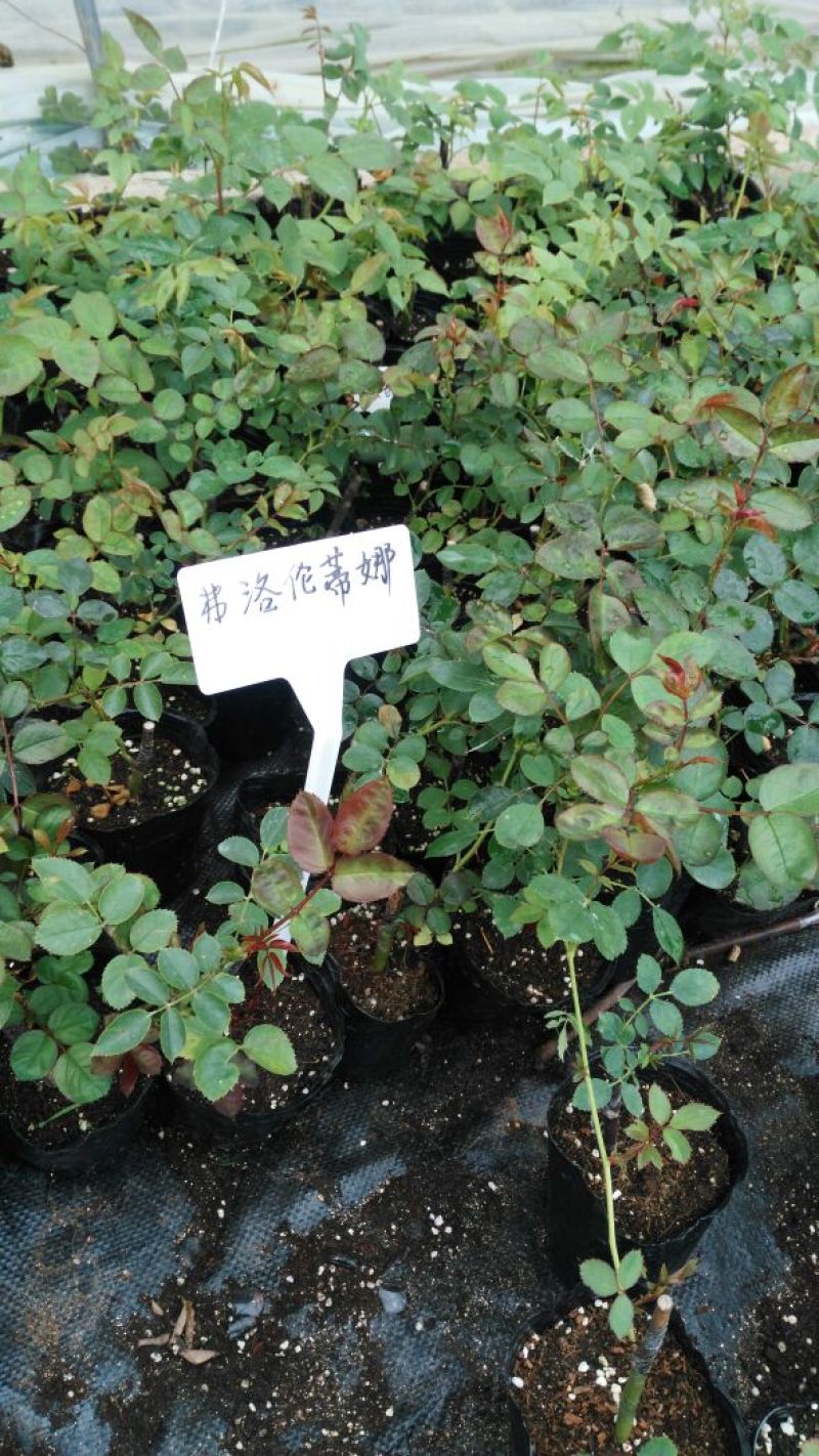 欧洲月季10~20cm