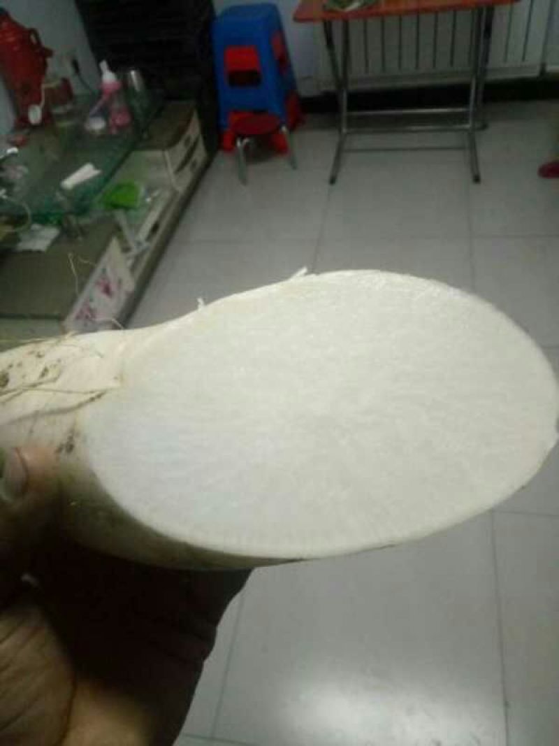 白皮白萝卜1.5~2斤起