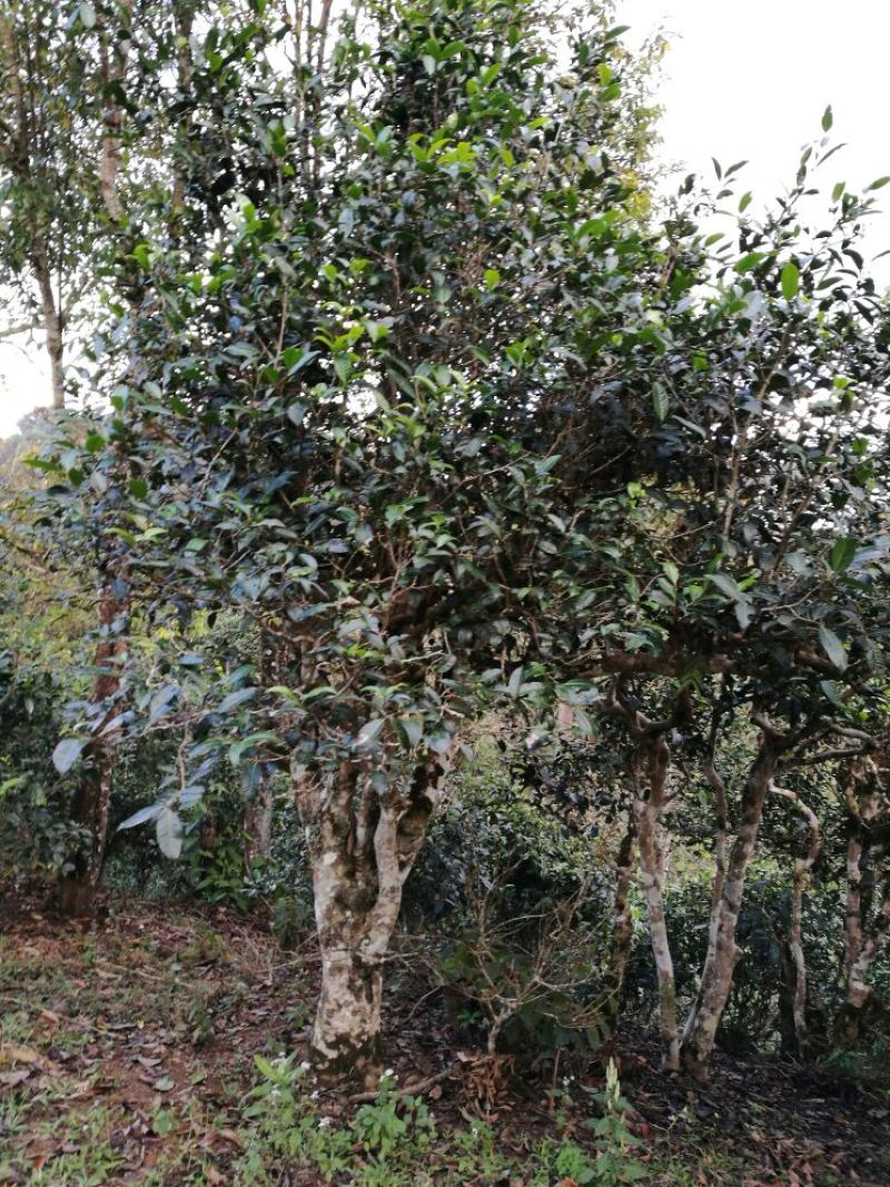 百年大树茶一级