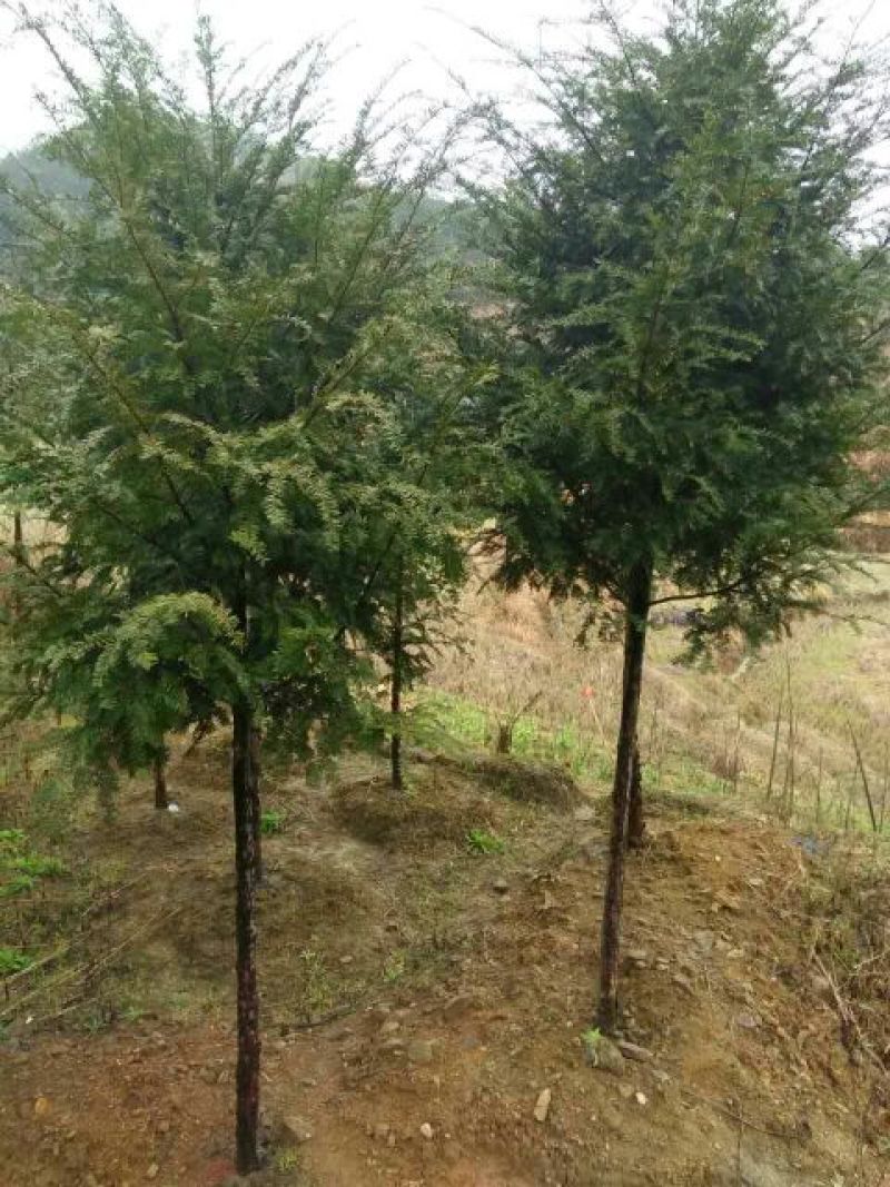 红豆杉各种规格！南方红豆杉高杆红豆杉，盆景红豆杉