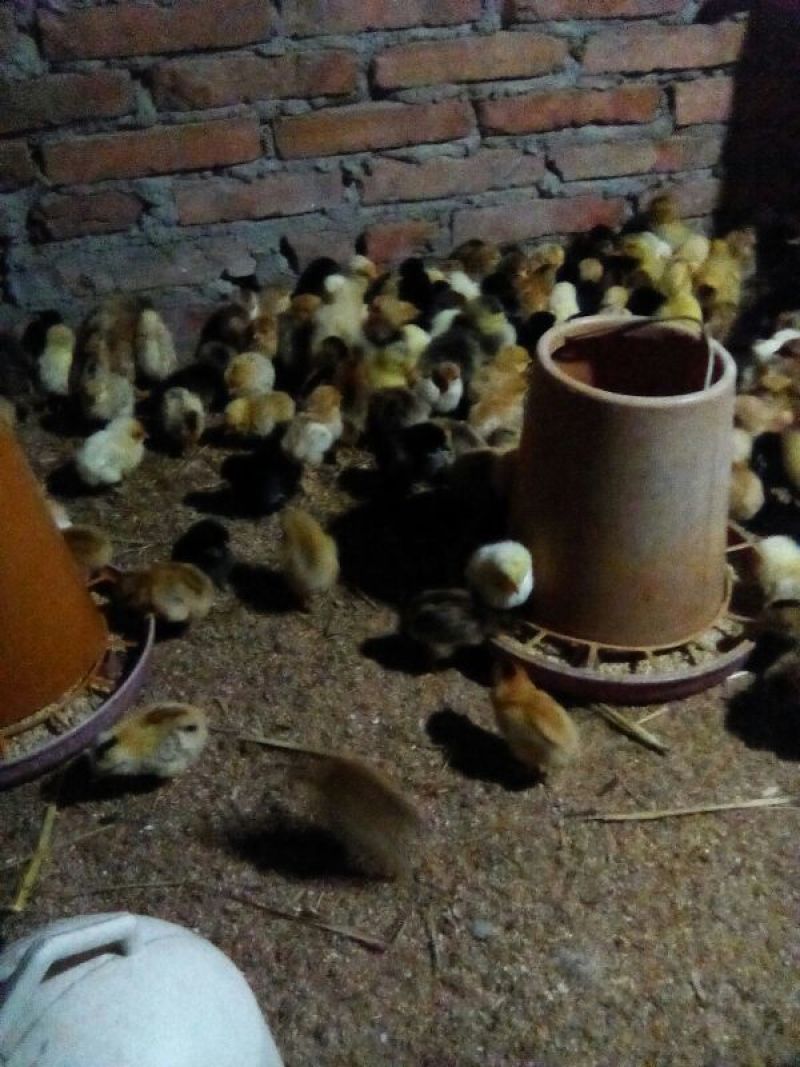 土鸡苗1斤以下