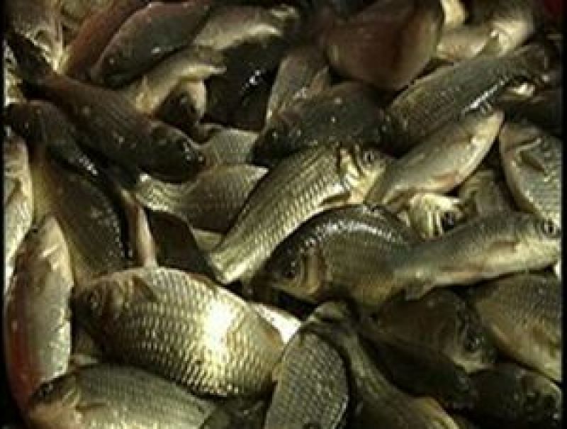 鲤鱼食用0.5~1公斤