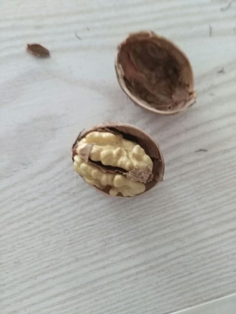 纸皮核桃去皮
