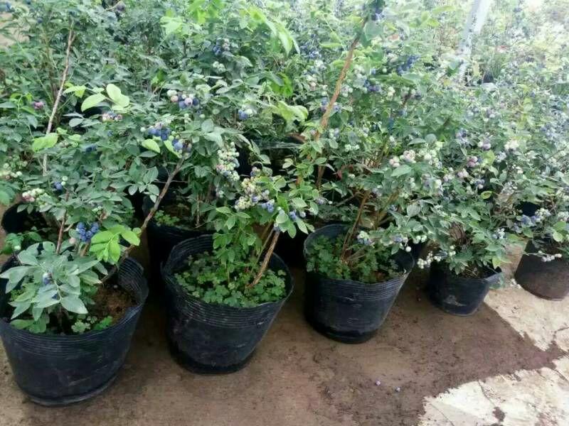 宿迁沭阳蓝莓苗30~50cm1~2年基地直供保质保量