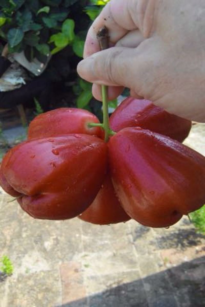 莲雾种苗