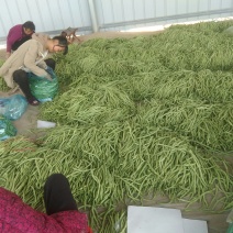 绿龙芸豆精品芸豆货原稳定