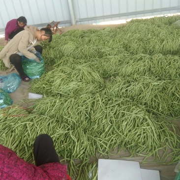 绿龙芸豆精品芸豆货原稳定