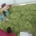 绿龙芸豆精品芸豆货原稳定