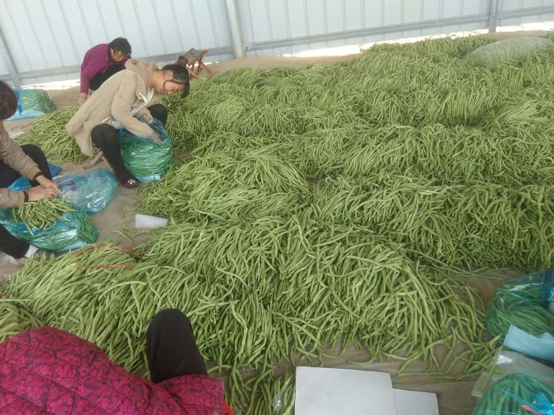 绿龙芸豆精品芸豆货原稳定