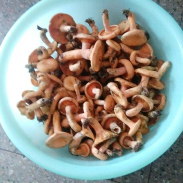 野生菌特级