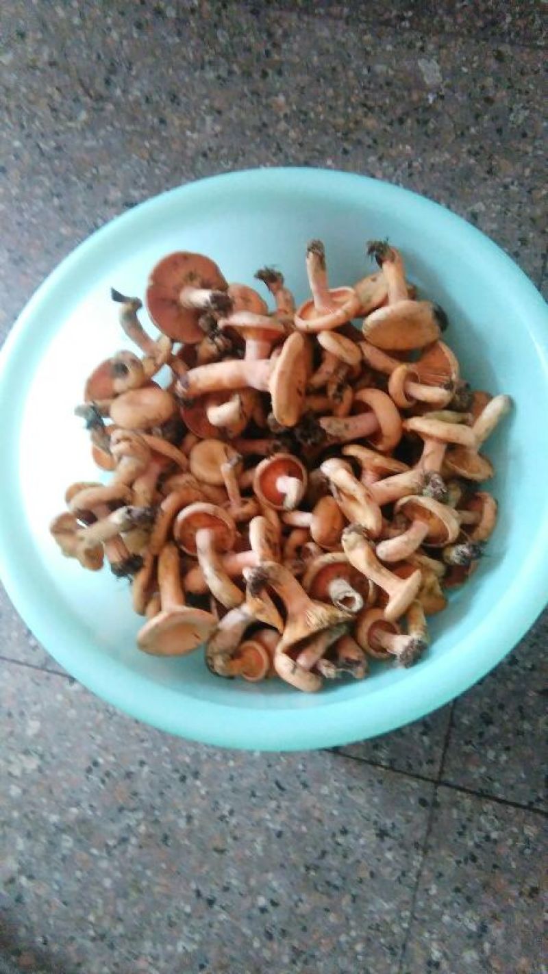 野生菌特级