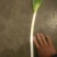 天光一本大葱30~40cm毛葱2cm左右