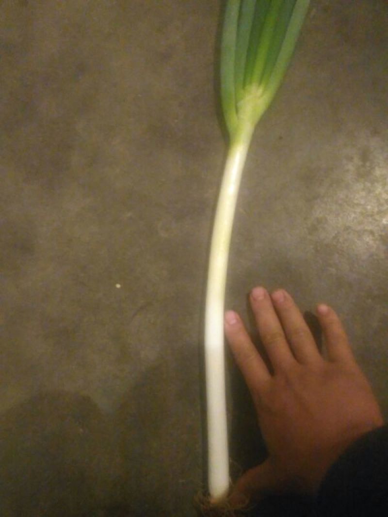 天光一本大葱30~40cm毛葱2cm左右