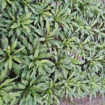 紫玉簪