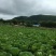 黄心菜白菜4~6斤
