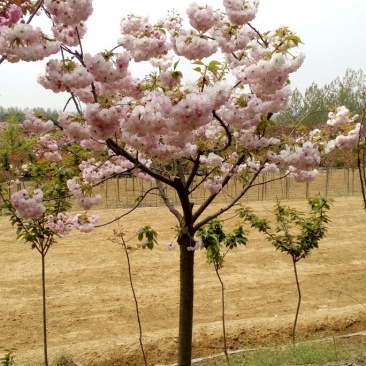 樱花树20cm以上18~20cm4米以上