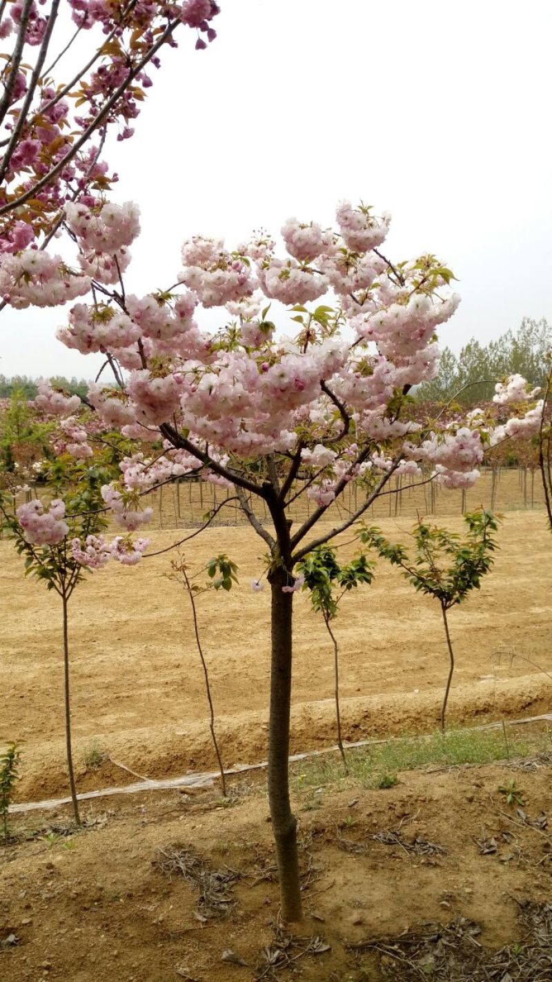 樱花树20cm以上18~20cm4米以上