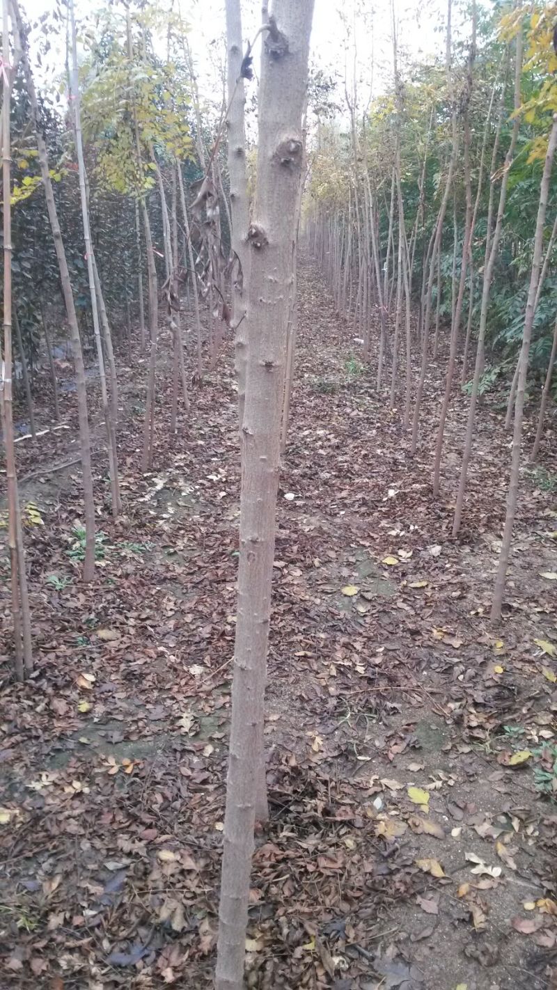 北京栾