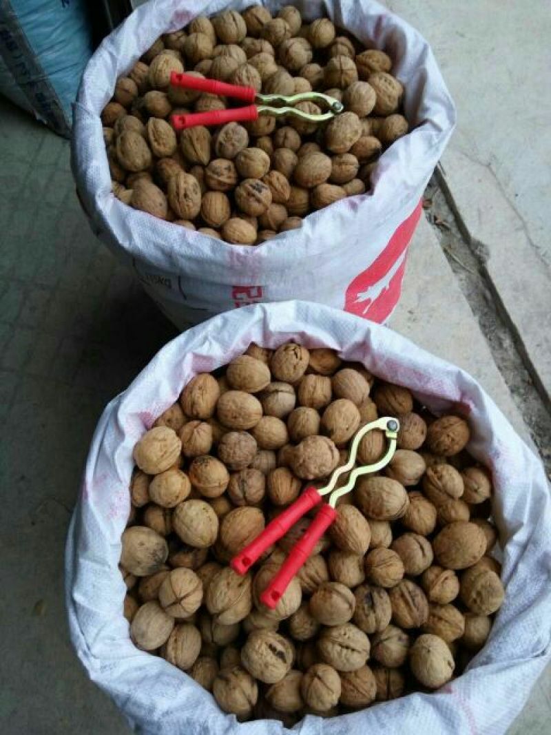 薄皮核桃30mm以上去皮干