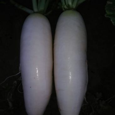 白萝卜