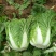 黄心白菜4~6斤净菜