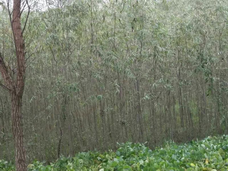 竹柳苗可视频看货选货一亩田线上交易下单购买包邮发货