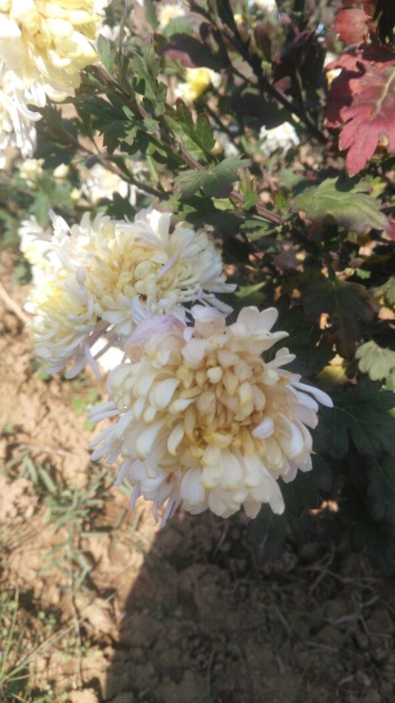 药用菊花散装