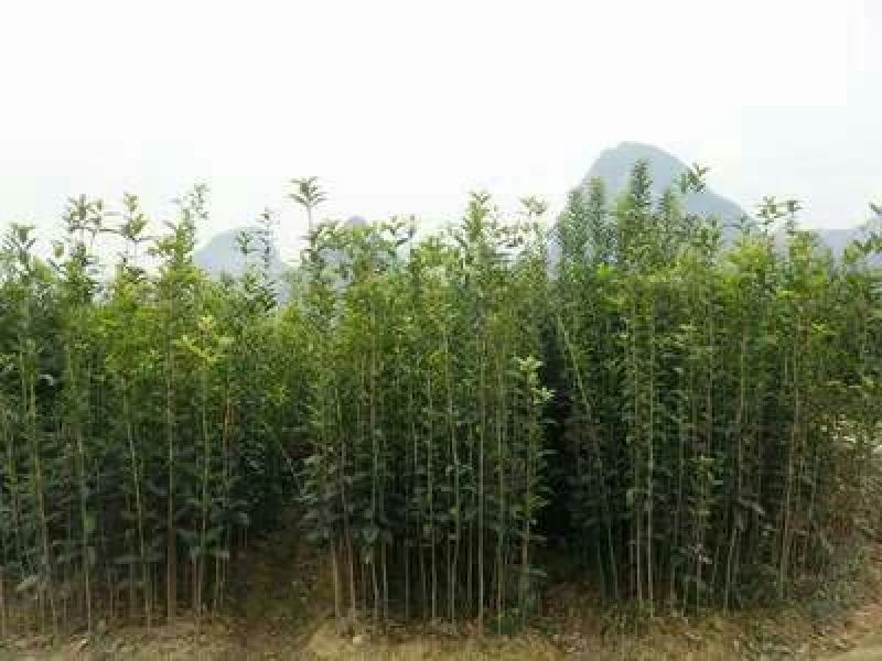 桂花苗八月桂苗丹桂苗