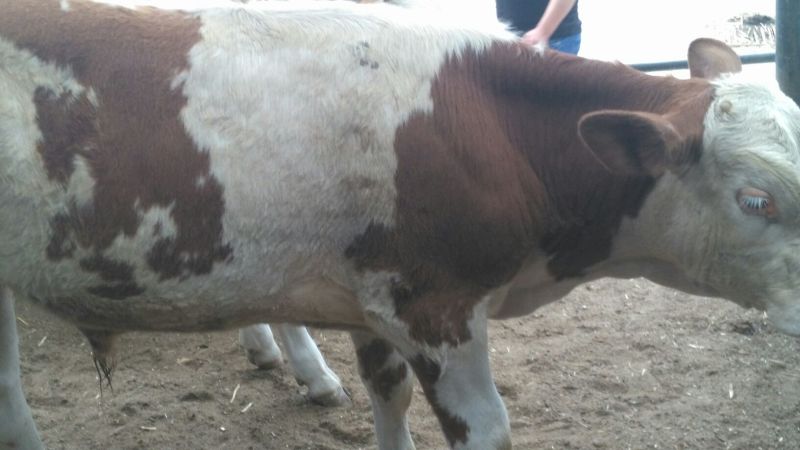 西门塔尔牛犊200~300kg