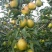 红香酥梨大量供应，高山红香酥梨出库价格精品红香酥梨